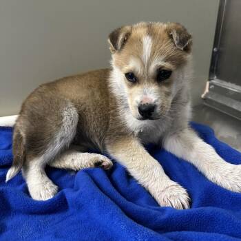 Mixed Breed Dogs Available for Adoption in Clavet, Saskatchewan - Sela | PetCurious