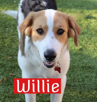 Willie -  Hound Dog for Adoption in Fort Worth, Texas - Willie | PetCurious