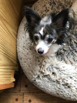 Chihuahua Dogs Available for Adoption - Maxi | PetCurious