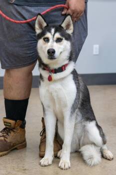 Layla -  Husky Dog for Adoption in La Grange, Texas - Layla | PetCurious