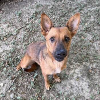 Tap Dancer -  Shepherd and Terrier Dog for Adoption in Carencro, Louisiana - Tap Dancer | PetCurious