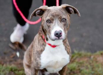 Remi FKA Santa Paws -  Mixed Breed Dog for Adoption in West Chester, Pennsylvania - Remi FKA Santa Paws | PetCurious