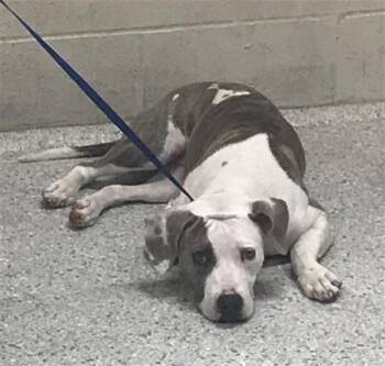 Pit Bull Terrier and Mixed Breed Dogs Available for Adoption in Conroe, Texas - A428477 | PetCurious
