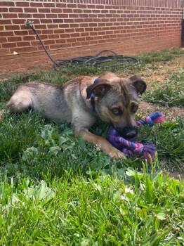 Gator -  Labrador Retriever and Shepherd Dog for Adoption in Maidens, Virginia - Gator | PetCurious