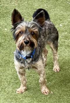 Bart -  Yorkshire Terrier Dog for Adoption in Orange, California - Bart | PetCurious