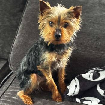 Tobias -  Yorkshire Terrier Dog for Adoption in Brockport, New York - Tobias | PetCurious