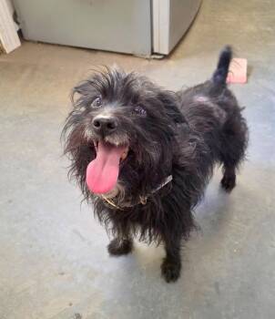 Ghost -  Affenpinscher Dog for Adoption in Hampton, Virginia - Ghost | PetCurious