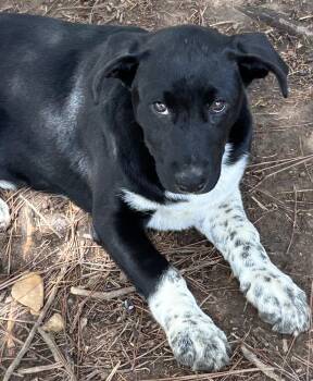 Pickles -  Black Labrador Retriever and German Shorthaired Pointer Dog for Adoption in Okolona, Mississippi - Pickles | PetCurious