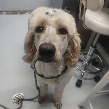 Standard Poodle Dogs Available for Adoption in Springtown, Texas - CSAS-Stray-771 | PetCurious