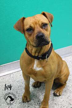 Boxer Dogs Available for Adoption - Ivy | PetCurious