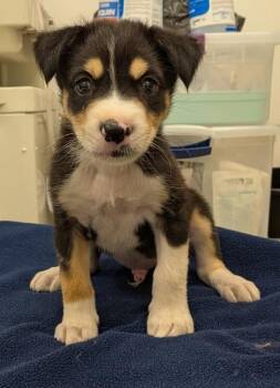 Dr. Dre -  Australian Shepherd and Husky Dog for Adoption in Phoenix, Arizona - Dr. Dre | PetCurious