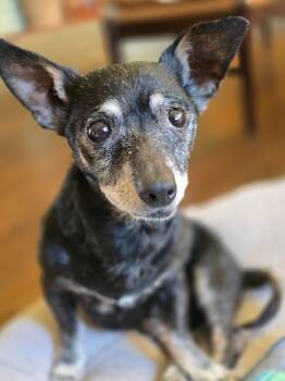 Rescue Chihuahua Dogs for Adoption in El Cajon, California - Bridgett | PetCurious