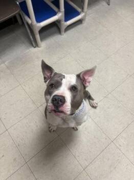 Pit Bull Terrier and Mixed Breed Dogs Available for Adoption in Lowell, Massachusetts - Koa | PetCurious