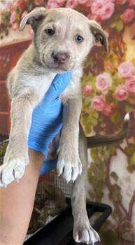 Pit Bull Terrier Dogs Available for Adoption in San Bernardino, California - HONEY | PetCurious