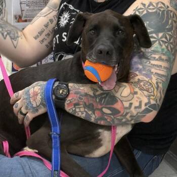Star -  Great Dane Dog for Adoption in Queen City, Texas - Star | PetCurious