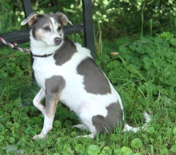 Cuddles (Photos June 28th 2026) -  Beagle and Chihuahua Dog for Adoption in Marietta, Ohio - Cuddles (Photos June 28th 2026) | PetCurious
