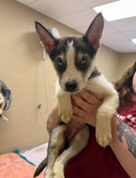 Husky Dogs Available for Adoption - Elm | PetCurious