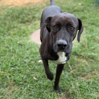 Husdon -  Labrador Retriever Dog for Adoption - Husdon | PetCurious