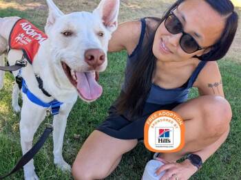 SUMMIT -  German Shepherd Dog and Labrador Retriever Dog for Adoption in Phoenix, Arizona - SUMMIT | PetCurious