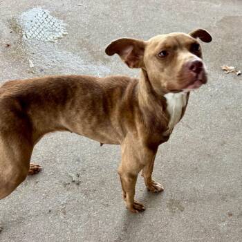 Marnie -  Mixed Breed Dog for Adoption in Edwardsville, Illinois - Marnie | PetCurious