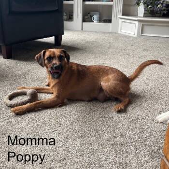 Tulip -  Chihuahua and Mixed Breed Dog for Adoption in Olathe, Kansas - Tulip | PetCurious