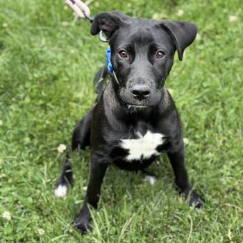Labrador Retriever Dogs Available for Adoption in South Elgin, Illinois - Miss Dahlia | PetCurious