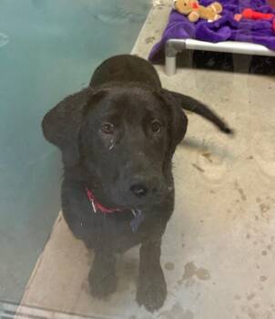 Koa -  Labrador Retriever Dog for Adoption in Columbia, Illinois - Koa | PetCurious