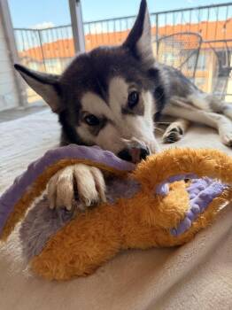 Pongo -  Siberian Husky Dog for Adoption in Denver, Colorado - Pongo | PetCurious