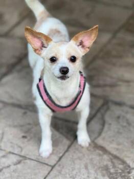 Hanna -  Terrier and Mixed Breed Dog for Adoption in Malvern, Pennsylvania - Hanna | PetCurious
