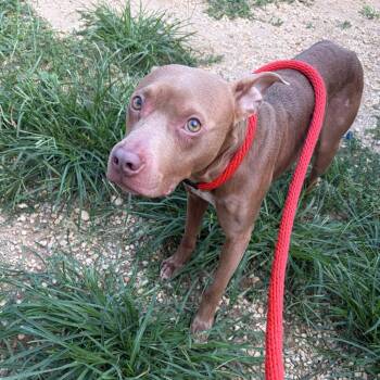 TootsieRoll -  Pit Bull Terrier Dog for Adoption in Philadelphia, Pennsylvania - TootsieRoll | PetCurious