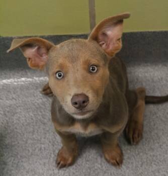 Rescue Pit Bull Terrier and Mixed Breed Dogs for Adoption in Longview, Texas - Honey | PetCurious