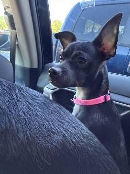 Rescue Chihuahua Dogs for Adoption in St. Augustine, Florida - Minnie | PetCurious