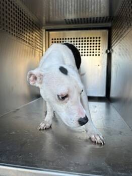 Rescue Pit Bull Terrier and Mixed Breed Dogs for Adoption in Fort Worth, Texas - 59742408 | PetCurious