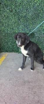 Tourmaline -  Border Collie and Labrador Retriever Dog for Adoption in El Paso, Texas - Tourmaline | PetCurious