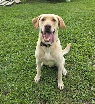 Yellow Labrador Retriever Dogs Available for Adoption in Killingworth, Connecticut - Scout #25 | PetCurious