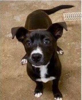 Frank -  Labrador Retriever Dog for Adoption in Livonia, Michigan - Frank | PetCurious