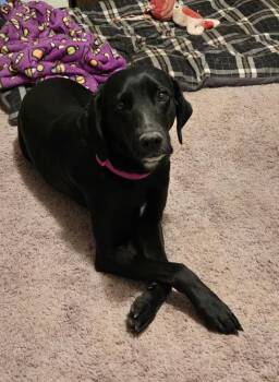 Labrador Retriever Dogs Available for Adoption in Parker, Colorado - Patricia | PetCurious