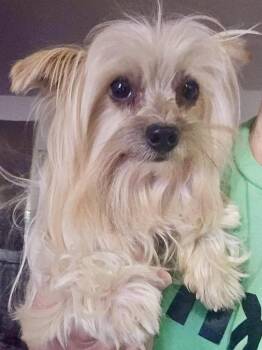 Reggie -  Yorkshire Terrier Dog for Adoption in Pocatello, Idaho - Reggie | PetCurious