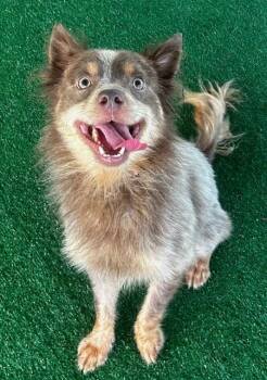 PJ-Adorable 10lb boy! -  Pomeranian and Terrier Dog for Adoption in Fort Myers, Florida - PJ-Adorable 10lb Boy! | PetCurious