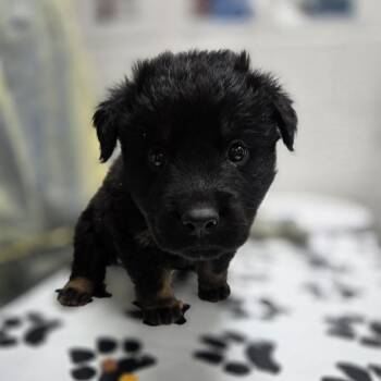 Viridian -  Shepherd and Mixed Breed Dog for Adoption in Incline Village, Nevada - Viridian | PetCurious
