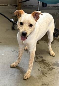 Australian Cattle Dog Blue Heeler Dogs Available for Adoption in Camarillo, California - TUCKER | PetCurious