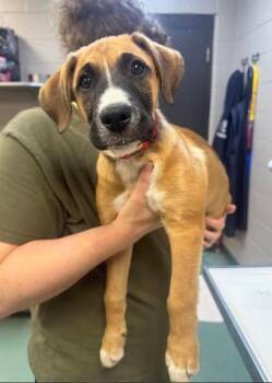 Little Red -  Boxer and Border Collie Dog for Adoption in Williamsport, Pennsylvania - Little Red | PetCurious