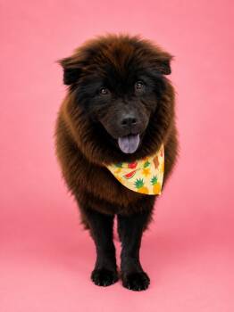 Orange Chicken -  Chow Chow Dog for Adoption in Palo Alto, California - Orange Chicken | PetCurious