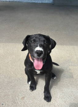 Rescue Labrador Retriever Dogs for Adoption in Aurora, Colorado - Kelsi #1 | PetCurious