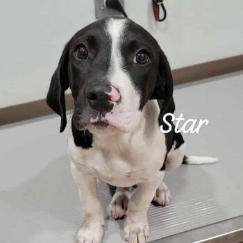 Mixed Breed Dogs Available for Adoption - Star | PetCurious