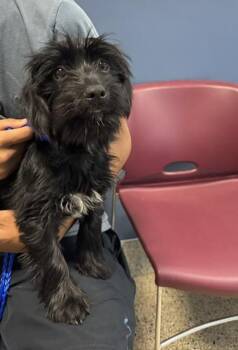 TRIXIE -  Schnauzer Dog for Adoption in Doral, Florida - TRIXIE | PetCurious