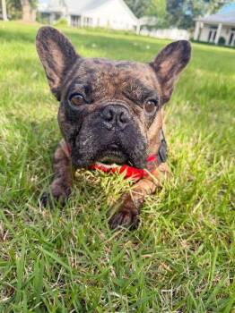 Louie -  French Bulldog Dog for Adoption in Pass Christian, Mississippi - Louie | PetCurious