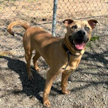 Pit Bull Terrier and Mixed Breed Dogs Available for Adoption in Conroe, Texas - DAKOTA | PetCurious