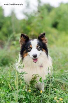Thorin -  Pembroke Welsh Corgi Dog for Adoption in Drumbo, Ontario - Thorin | PetCurious