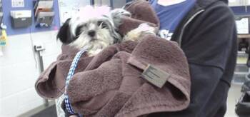 LIL FELLA -  Shih Tzu and Mixed Breed Dog for Adoption in Omaha, Nebraska - LIL FELLA | PetCurious
